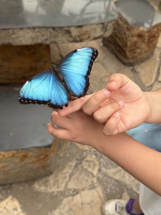 Prachtig vlinder.🦋